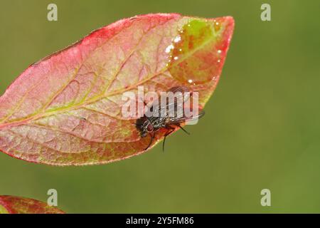 Vola, Phaonia valida, famiglia Muscidae su una foglia dai colori autunnali del mirtillo acuto settentrionale (Vaccinium corymbosum). Settembre, giardino olandese. Foto Stock