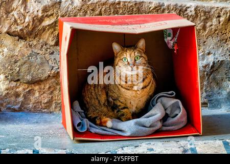 Un gatto da tabby con occhi verdi luminosi siede all'interno di una scatola di cartone rossa, annidata su una morbida coperta Foto Stock