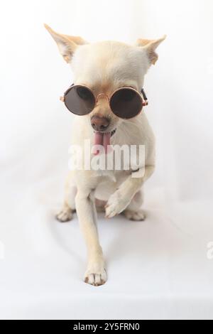 Un chihuahua giocoso con occhiali da sole rotondi si trova su uno sfondo bianco, con la lingua fuori e la zampa sollevata. Foto Stock