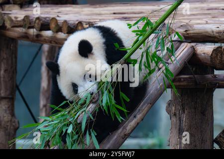 Il cancan Mang Panda gigante suona allo zoo di Chongqing a Chongqing, in Cina, il 21 settembre 2024. (Foto di Costfoto/NurPhoto) Foto Stock