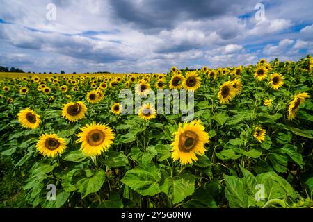 Un campo di girasoli in fiore (Helianthus annuus) e cielo nuvoloso in lontananza. Foto Stock