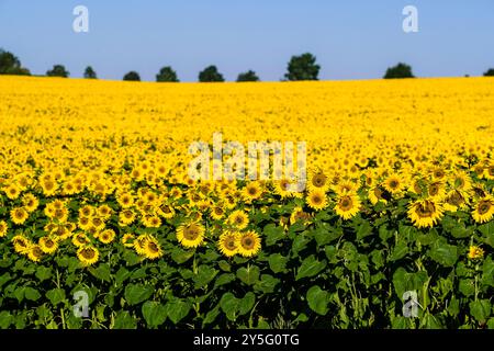 Un campo di girasoli in fiore (Helianthus annuus) e cielo blu in lontananza. Foto Stock