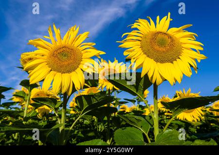 I girasoli in fiore (Helianthus annuus) si distinguono da un campo di girasoli. Foto Stock