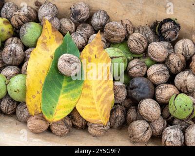 le noci raccolte in una vaschetta di legno Foto Stock