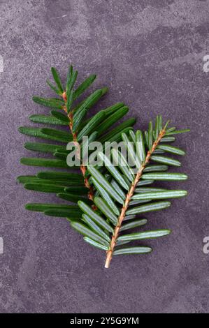 Due rametti di abete d'argento comune o di abete d'alba, uno verde scuro e uno verde argento adagiati sull'ardesia Foto Stock