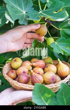 La donna raccoglie la frutta di fichi nel cestino crescendo sul ramo del fico in un frutteto biologico Foto Stock