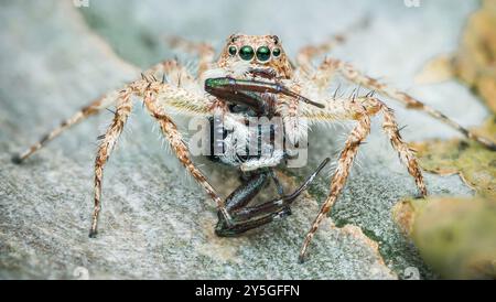 Il ragno salta arroccato su una roccia, divorando sapientemente una preda da vicino, mostrando le sue otto gambe pelose e gli occhi acuti in natura. Foto Stock