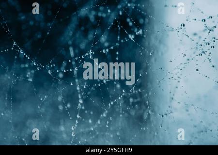Piccole gocce d'acqua si aggrappano a una ragnatela con una foresta blu sfocata sullo sfondo. Foto Stock