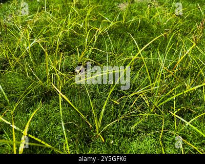 Primo piano del dado erba (Cyperus rotundus Linn.) O lame per erba che crescono nel prato con erba Foto Stock