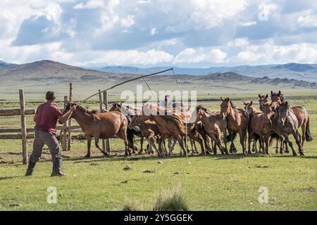 Uno splendido cavallo mongolo in un paesaggio di steppa. Un cavallo mangia il fieno. Foto di alta qualità Foto Stock