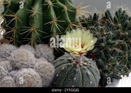 Fiore giallo di Astrophytum asterias (Kabuto cactus) con Ferocactus echidne, Mammillaria longimamma e Mammillaria Plumosa. Molti bellissimi cactus W Foto Stock