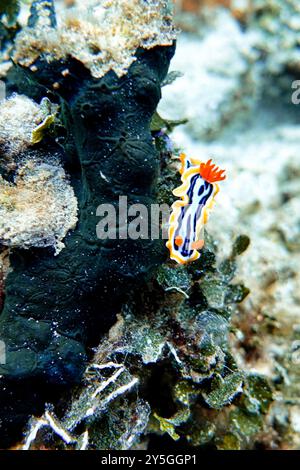 Indonesia Lembeh - Marine Life Coral Reef con Nudibranch - Sea Slug - Chromodoris annae - la magnifica lumazza marina di Anna Foto Stock