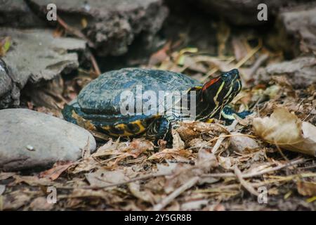Tipica tartaruga d'acqua del Brasile e della foresta tropicale. Foto di alta qualità Foto Stock
