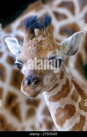 Ritratto di un bambino Giraffa Rothschild, Giraffa camelopardalis rothschildi, con la madre in piedi dietro. Questa specie è in pericolo in natura. Foto Stock