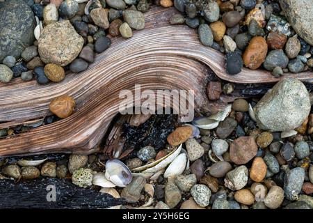 Legno, pietre e conchiglie testurizzati formano un design astratto lungo una costa nello stato di Washington. Foto Stock