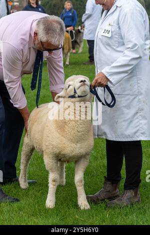Concorso di pecore al Newbury Show, 21 settembre 2024. L'evento annuale si è svolto al Newbury Showground, Berkshire, Inghilterra, Regno Unito, durante il fine settimana. Foto Stock