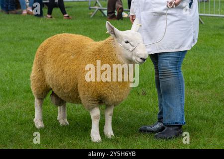 Concorso di pecore al Newbury Show, 21 settembre 2024. L'evento annuale si è svolto al Newbury Showground, Berkshire, Inghilterra, Regno Unito, durante il fine settimana. Foto Stock