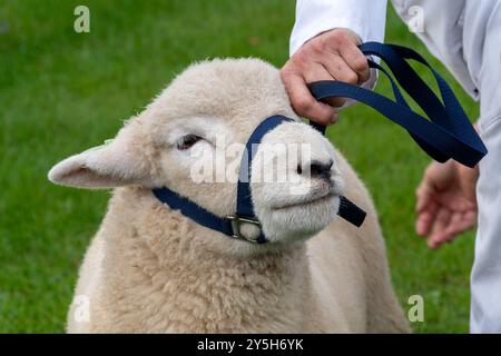 Concorso di pecore al Newbury Show, 21 settembre 2024. L'evento annuale si è svolto al Newbury Showground, Berkshire, Inghilterra, Regno Unito, durante il fine settimana. Foto Stock