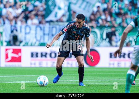 Jamal Musiala (FC Bayern Muenchen, #42) GER, SV Werder Bremen vs. FC Bayern Muenchen, Fussball, Bundesliga, Spieltag 4, Spielzeit 2024/25, LE NORMATIVE DFL del 21.09.2024 VIETANO QUALSIASI USO DI FOTOGRAFIE COME SEQUENZE DI IMMAGINI E/O QUASI-VIDEO foto: Eibner-Pressefoto/Marcel von Fehrn Foto Stock