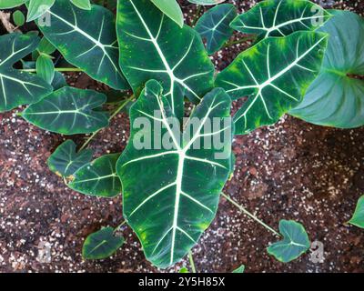 Verde brillante e vellutato con midrib bianchi della pianta perenne sempreverde tropicale, Alocasia micholitziana "Frydek" Foto Stock