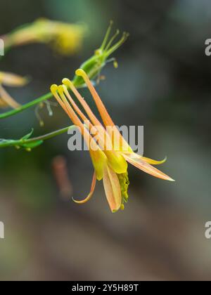 Annuendo fiori rossi e gialli della dura perenne colonna Occidentale, Aquilegia formosa Foto Stock