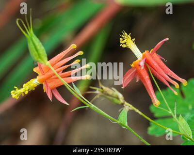 Annuendo fiori rossi e gialli della dura perenne colonna Occidentale, Aquilegia formosa Foto Stock