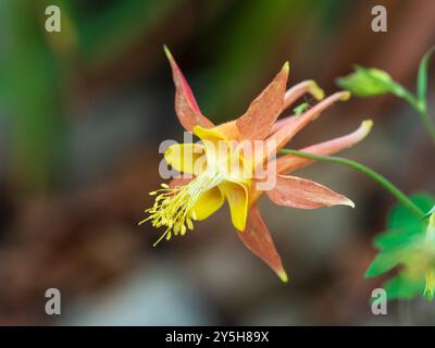 Annuendo fiori rossi e gialli della dura perenne colonna Occidentale, Aquilegia formosa Foto Stock