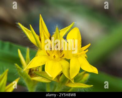 Fiori gialli a forma di stella della tarda estate dell'Hypoxis colchicifolia sudafricana Foto Stock