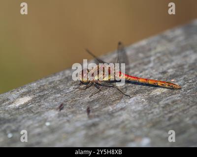 Maschio adulto, la libellula darter comune del Regno Unito, Sympetrum striolatum, in posa a riposo Foto Stock