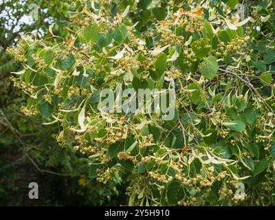 Dalla fine dell'estate all'autunno fiori dell'albero duro, Tilia henryana, Henry's Lime Foto Stock