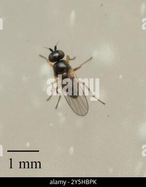 Mosche fritte (Chloropidae) Insecta Foto Stock