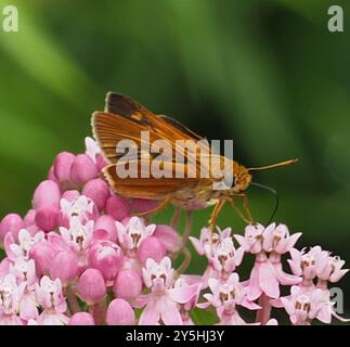 Dion Skipper (Euphyes dion) Insecta Foto Stock