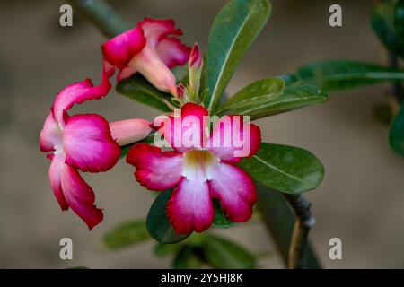 Splendido Adenium o Desert Rose Blooming 1 Foto Stock