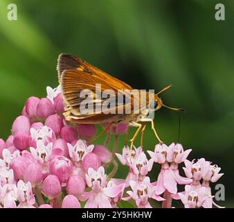 Dion Skipper (Euphyes dion) Insecta Foto Stock