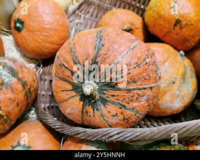 Zucche e zucche colorate e dalle forme diverse. Sfondo colorato di zucche colorate. Varietà diverse di zucche Foto Stock