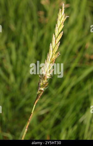 Ryegrass perenne (Lolium perenne) Plantae Foto Stock