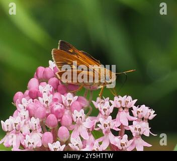 Dion Skipper (Euphyes dion) Insecta Foto Stock