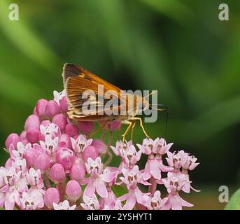 Dion Skipper (Euphyes dion) Insecta Foto Stock