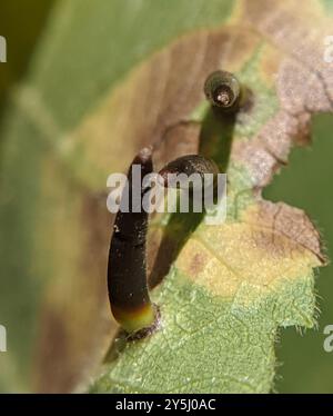 Hickory a forma di Awl Gall Midge (Caryomyia subulata) Insecta Foto Stock