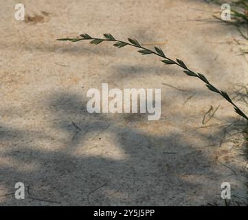 Ryegrass perenne (Lolium perenne) Plantae Foto Stock