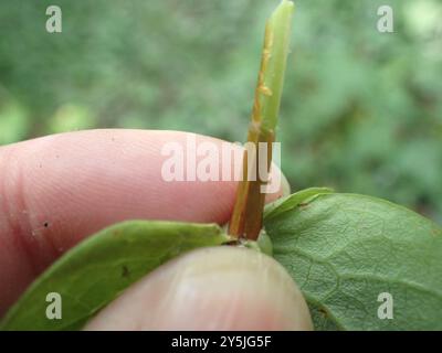 Piano Tutsan alto (Hypericum x inodorum) Foto Stock