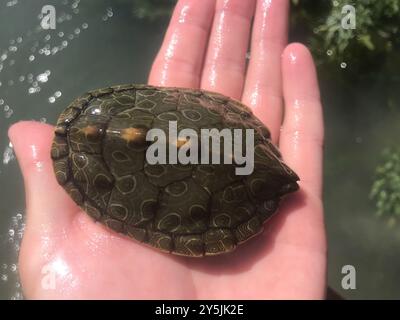 Texas Map Turtle (Graptemys Versa) Reptilia Foto Stock