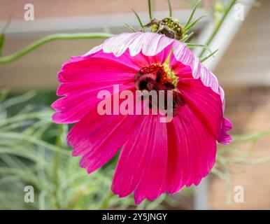 Uno shot ravvicinato di un bumblebee che raccoglie polline da un fiore rosa brillante. L'immagine cattura la bellezza della natura e il ruolo essenziale del pollinato Foto Stock
