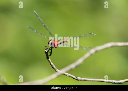 Ruby Meadowhawk (Sympetrum rubicundulum) Insecta Foto Stock