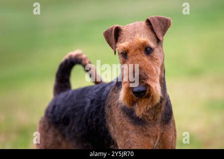 Primo piano del cane Airedale Terrier Foto Stock