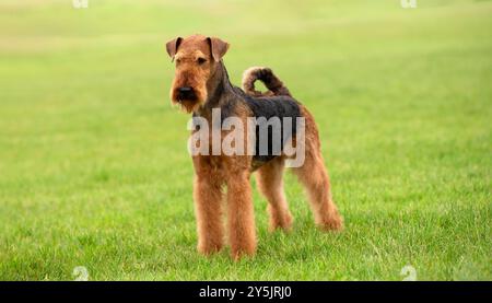 Airedale Terrier in piedi sull'erba Foto Stock