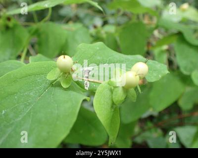 Piano Tutsan alto (Hypericum x inodorum) Foto Stock