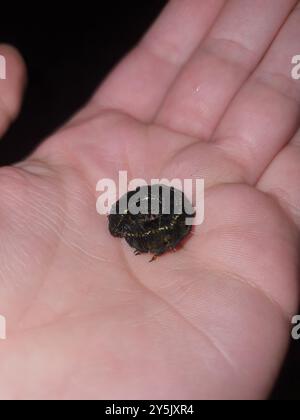 Giorno pascolo Moth (Apina callisto) Insecta Foto Stock