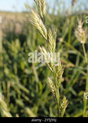 Ryegrass perenne (Lolium perenne) Plantae Foto Stock