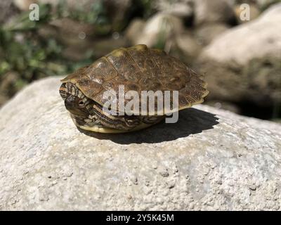 Texas Map Turtle (Graptemys Versa) Reptilia Foto Stock